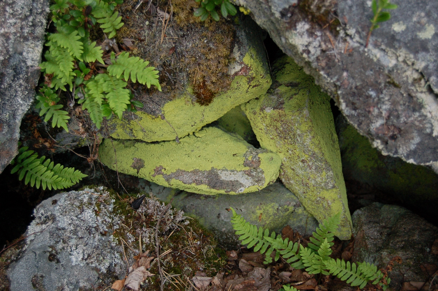 kivet
